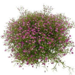 Schleierkraut Rosa, Topf-Ø 12/13 Cm -Madison Verkäufe 0610710079 Gypsophila muralis rosa 6er Set 4 112731