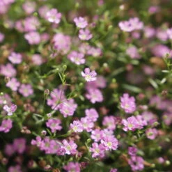 Schleierkraut Rosa, Topf-Ø 12/13 Cm -Madison Verkäufe 0610710079 Gypsophila muralis rosa 6er Set 111875
