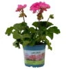 Geranie 'Moonlight® Amelie' Pink, Stehend, Topf-Ø 13 Cm, 6er-Set -Madison Verkäufe 0612140101 KB Pelargonium zonale T13 Moonlight Amelie 6er Set 3 111971