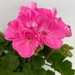 Geranie 'Moonlight® Amelie' Pink, Stehend, Topf-Ø 13 Cm, 6er-Set -Madison Verkäufe 0612140101 KB Pelargonium zonale T13 Moonlight Amelie 6er Set 6 111973