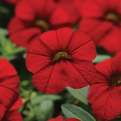 Zauberglöckchen, Farben Zufällig, Topf-Ø 12 Cm, 6er-Set -Madison Verkäufe 0613150023 Calibrachoa T12 rot 66338
