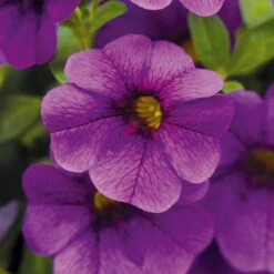 Zauberglöckchen, Farben Zufällig, Topf-Ø 12 Cm, 6er-Set -Madison Verkäufe 0613150040 Calibrachoa T12 blau Set 3Stueck WS4 73862