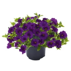 Zauberglöckchen, Farben Zufällig, Topf-Ø 12 Cm, 6er-Set -Madison Verkäufe 0613150040 Calibrachoa T12 blau Set 3Stueck WS 73865