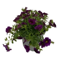 Zauberglöckchen, Farben Zufällig, Topf-Ø 12 Cm, 6er-Set -Madison Verkäufe 0613150040 Calibrachoa blau 3 89071