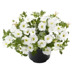 Zauberglöckchen, Farben Zufällig, Topf-Ø 12 Cm, 6er-Set -Madison Verkäufe 0613150041 Calibrachoa T12 weiss Set 3Stueck1 74221