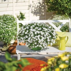 Zauberglöckchen, Farben Zufällig, Topf-Ø 12 Cm, 6er-Set -Madison Verkäufe 0613150041 Calibrachoa T12 weiss Set 3Stueck 74219