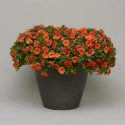 Zauberglöckchen, Farben Zufällig, Topf-Ø 12 Cm, 6er-Set -Madison Verkäufe 0613150042 Calibrachoa T12 orange Set 3Stueck2 74222