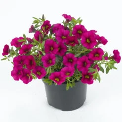 Zauberglöckchen, Farben Zufällig, Topf-Ø 12 Cm, 6er-Set -Madison Verkäufe 0613150043 Calibrachoa T12 rosa pink Set 3Stueck 74225