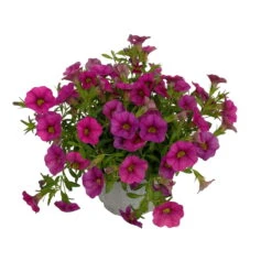 Zauberglöckchen, Farben Zufällig, Topf-Ø 12 Cm, 6er-Set -Madison Verkäufe 0613150043 Calibrachoa pink 2 89073