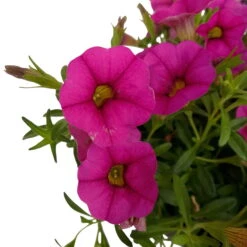 Zauberglöckchen, Farben Zufällig, Topf-Ø 12 Cm, 6er-Set -Madison Verkäufe 0613150043 Calibrachoa pink 6 89072