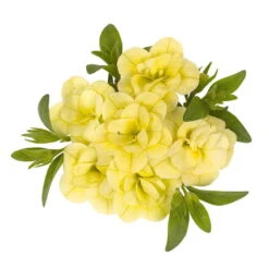 Zauberglöckchen 'MiniFamous® Neo Double Lemon' Gelb Gefüllt, Topf-Ø 13cm,6er-Set -Madison Verkäufe 0613160013 KB Calibrachoa T13 Double Citric zitronengelb 01 50747