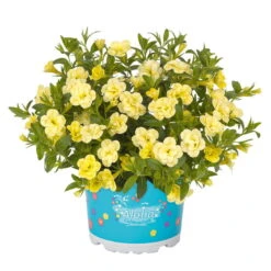 Zauberglöckchen 'MiniFamous® Neo Double Lemon' Gelb Gefüllt, Topf-Ø 13cm,6er-Set -Madison Verkäufe 0613160013 KB Calibrachoa T13 Double Citric zitronengelb 50748