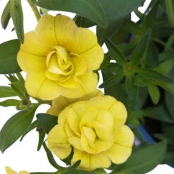 Zauberglöckchen 'MiniFamous® Neo Double Lemon' Gelb Gefüllt, Topf-Ø 13cm,6er-Set -Madison Verkäufe 0613160035 KB Calibrachoa T13 gelb Double Lemon 6er Set 11 93293