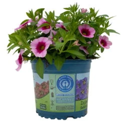 Zauberglöckchen 'Aloha Kona Tiki Pink' Rosa-pink, Topf-Ø 13 Cm, 6er-Set -Madison Verkäufe 0613160098 KB Calibrachoa T13 Tiki Pink 2 112100