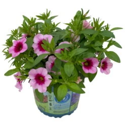 Zauberglöckchen 'Aloha Kona Tiki Pink' Rosa-pink, Topf-Ø 13 Cm, 6er-Set -Madison Verkäufe 0613160098 KB Calibrachoa T13 Tiki Pink 3 112101