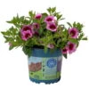Zauberglöckchen 'Aloha Kona Tiki Pink' Rosa-pink, Topf-Ø 13 Cm, 6er-Set -Madison Verkäufe 0613160098 KB Calibrachoa T13 Tiki Pink 7 112098