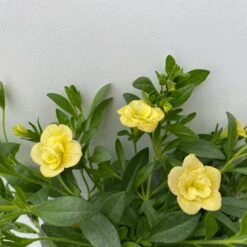 Zauberglöckchen 'MiniFamous® Neo Double Lemon' Gelb Gefüllt, Topf-Ø 13cm,6er-Set -Madison Verkäufe 0613160145 Calibrachoa T13 Neo Double Lemon 6er Set 6 122443