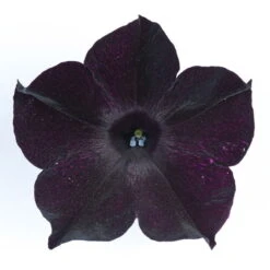 Petunie 'Viva® Black Ray' Schwarz, Hängend, Topf-Ø 13 Cm, 6er-Set -Madison Verkäufe 0613170004 KB Petunia T13 Viva Black Ray schwarz 50803