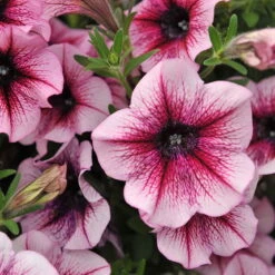 Petunie 'Sweetunia® Burgundy Gem' Rosa Geadert, Hängend, Topf-Ø 13 Cm, 6er-Set 20 Petunie 'Sweetunia® Burgundy Gem' Rosa Geadert, Hängend, Topf-Ø 13 Cm, 6er-Set -Madison Verkäufe 0613170022 KB Petunia T13 Burgundy Gem geadert 50775