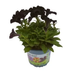 Petunie 'Viva® Black Ray' Schwarz, Hängend, Topf-Ø 13 Cm, 6er-Set -Madison Verkäufe 0613170038 KB Petunia T13 Black Ray 6er Set 1 91202