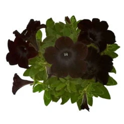 Petunie 'Viva® Black Ray' Schwarz, Hängend, Topf-Ø 13 Cm, 6er-Set -Madison Verkäufe 0613170038 KB Petunia T13 Black Ray 6er Set 8 91201
