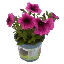 Petunie 'Sweetunia® Burgundy Gem' Rosa Geadert, Hängend, Topf-Ø 13 Cm, 6er-Set 21 Petunie 'Sweetunia® Burgundy Gem' Rosa Geadert, Hängend, Topf-Ø 13 Cm, 6er-Set -Madison Verkäufe 0613170055 KB Petunia T13 Burgundy Gem 6er Set 12 91846