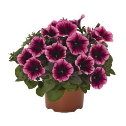 Petunie 'Sweetunia® Burgundy Gem' Rosa Geadert, Hängend, Topf-Ø 13 Cm, 6er-Set 19 Petunie 'Sweetunia® Burgundy Gem' Rosa Geadert, Hängend, Topf-Ø 13 Cm, 6er-Set -Madison Verkäufe 0613170055 KB Petunia T13 Burgundy Gem 75893