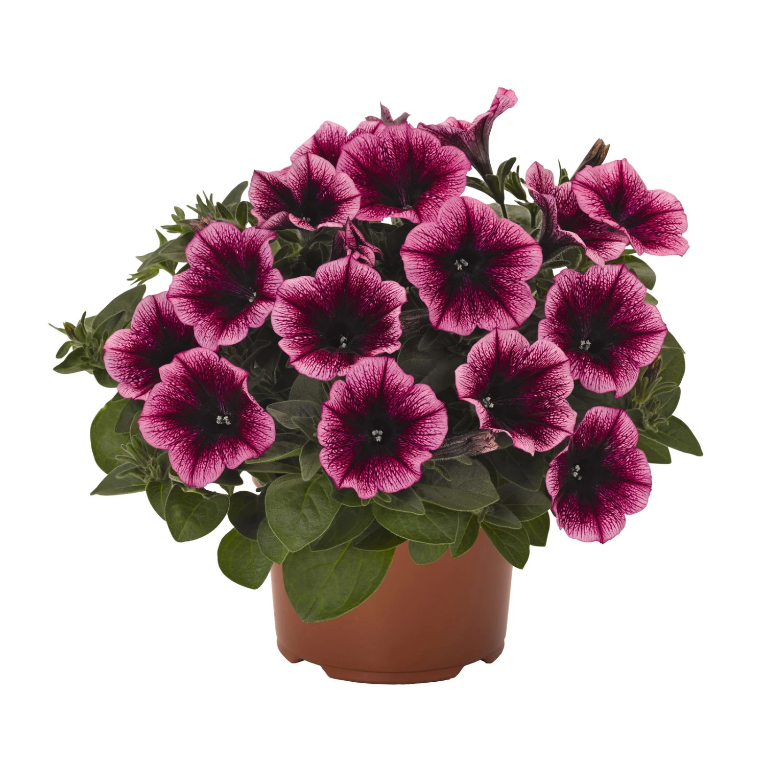 Petunie 'Sweetunia® Burgundy Gem' Rosa Geadert, Hängend, Topf-Ø 13 Cm, 6er-Set 9 Petunie 'Sweetunia® Burgundy Gem' Rosa Geadert, Hängend, Topf-Ø 13 Cm, 6er-Set – Bild 7