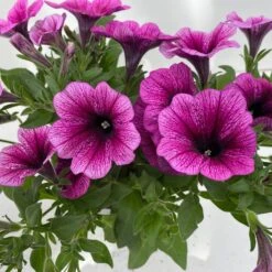 Petunie 'Sweetunia® Burgundy Gem' Rosa Geadert, Hängend, Topf-Ø 13 Cm, 6er-Set 16 Petunie 'Sweetunia® Burgundy Gem' Rosa Geadert, Hängend, Topf-Ø 13 Cm, 6er-Set -Madison Verkäufe 0613170140 Petunia T13 Burgundy Gem geadert 6er Set 9 122440