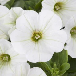 Petunie Weiß, Hängend, Topf-Ø 13 Cm, 6er-Set 15 Petunie Weiß, Hängend, Topf-Ø 13 Cm, 6er-Set -Madison Verkäufe 0613170179 petunia weiss 122804
