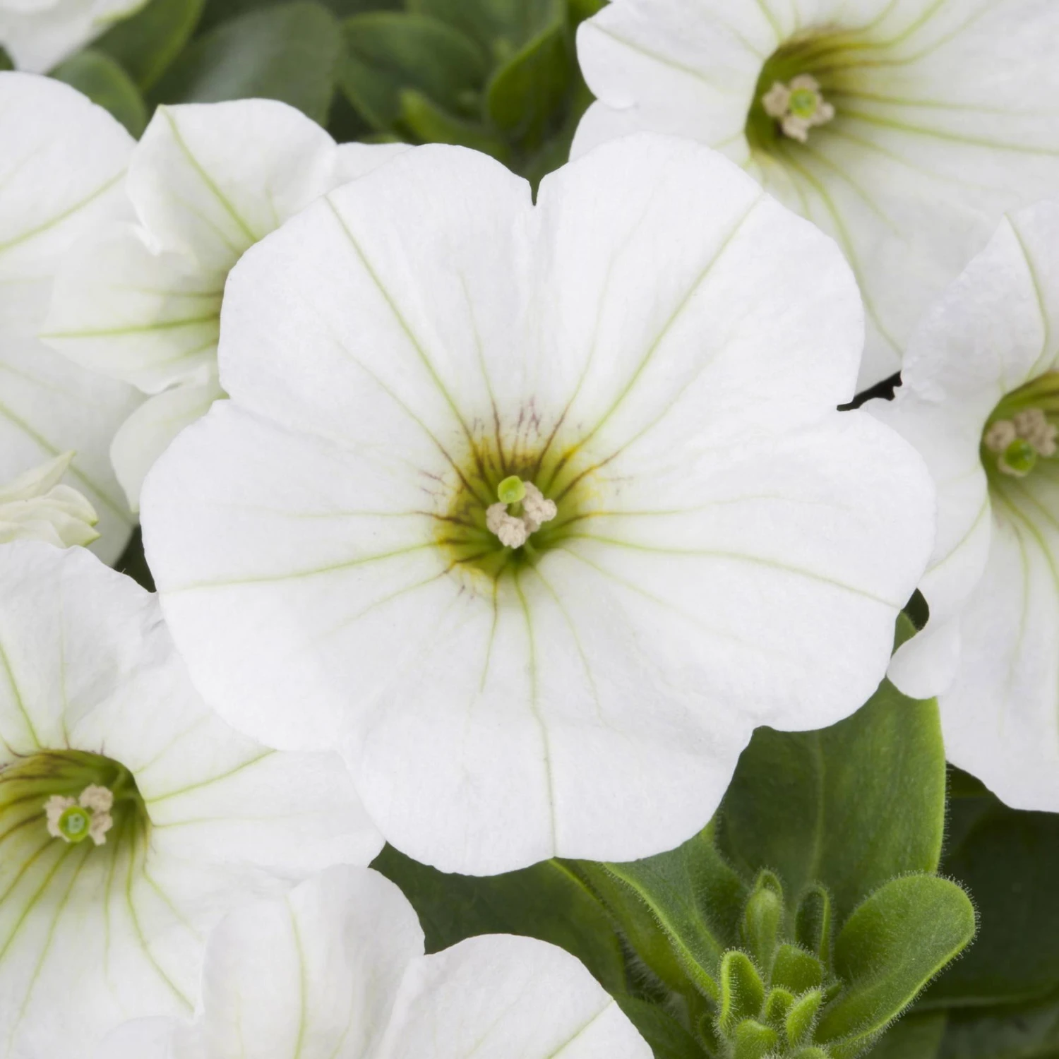 Petunie Weiß, Hängend, Topf-Ø 13 Cm, 6er-Set 8 Petunie Weiß, Hängend, Topf-Ø 13 Cm, 6er-Set – Bild 6