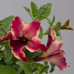 Petunien 'Crazytunia® Mandeville' Rot-gelb, Hängend, Topf-Ø 13 Cm, 6er-Set -Madison Verkäufe 0613170181 Petunia T13 Crazytunia Mandeville 6er Set 1 125144