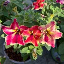 Petunien 'Crazytunia® Mandeville' Rot-gelb, Hängend, Topf-Ø 13 Cm, 6er-Set -Madison Verkäufe 0613170181 Petunia T13 Crazytunia Mandeville 6er Set 2 123564