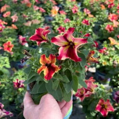 Petunien 'Crazytunia® Mandeville' Rot-gelb, Hängend, Topf-Ø 13 Cm, 6er-Set -Madison Verkäufe 0613170181 Petunia T13 Crazytunia Mandeville 6er Set 3 123563