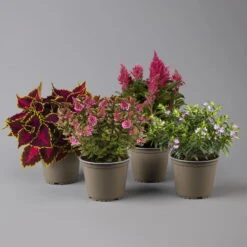 Pflanzenset 'Spätsommer-Zeit' Rosa-pink, Topf-Ø 12 Cm, 4er-Set -Madison Verkäufe 0615400007 KB Spaetsommer Zeit T12 4er Set lila rot 1 126426