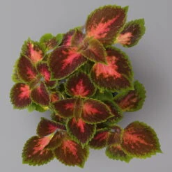 Pflanzenset 'Spätsommer-Zeit' Rosa-pink, Topf-Ø 12 Cm, 4er-Set -Madison Verkäufe 0615400007 KB Spaetsommer Zeit T12 4er Set lila rot 2 126430