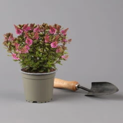 Pflanzenset 'Spätsommer-Zeit' Rosa-pink, Topf-Ø 12 Cm, 4er-Set -Madison Verkäufe 0615400007 KB Spaetsommer Zeit T12 4er Set lila rot 3 126429