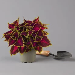 Pflanzenset 'Spätsommer-Zeit' Rosa-pink, Topf-Ø 12 Cm, 4er-Set -Madison Verkäufe 0615400007 KB Spaetsommer Zeit T12 4er Set lila rot 4 126428