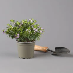 Pflanzenset 'Spätsommer-Zeit' Rosa-pink, Topf-Ø 12 Cm, 4er-Set -Madison Verkäufe 0615400007 KB Spaetsommer Zeit T12 4er Set lila rot 5 126427