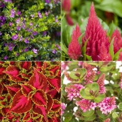 Pflanzenset 'Spätsommer-Zeit' Rosa-pink, Topf-Ø 12 Cm, 4er-Set -Madison Verkäufe 0615400007 KB Spaetsommer Zeit T12 4er Set lila rot 7 126425