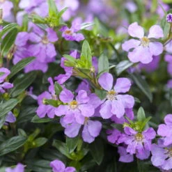 Pflanzenset 'Spätsommer-Zeit' Rosa-pink, Topf-Ø 12 Cm, 4er-Set -Madison Verkäufe 0615400007 KB Spaetsommer Zeit T12 4er Set lila rot 9 126432