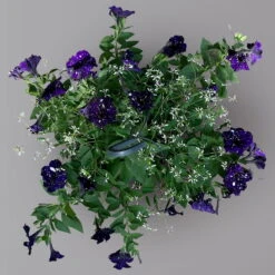 Petunie 'Mystery Sky' & Schneewolke Dunkelblau-weiß, Ampeltopf-Ø 25/27 Cm -Madison Verkäufe 0619110060 KB Petunia Ampel T27 Mystery Sky Schneewolke 1 125344