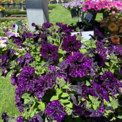 Petunie 'Mystery Sky' & Schneewolke Dunkelblau-weiß, Ampeltopf-Ø 25/27 Cm -Madison Verkäufe 0619110060 petunia ampel mystery sky diamond frost 1 122677