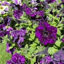 Petunie 'Mystery Sky' & Schneewolke Dunkelblau-weiß, Ampeltopf-Ø 25/27 Cm -Madison Verkäufe 0619110060 petunia ampel mystery sky diamond frost 3 122679