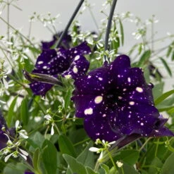 Petunie 'Mystery Sky' & Schneewolke Dunkelblau-weiß, Ampeltopf-Ø 25/27 Cm -Madison Verkäufe 0619110060 petunia mysteryx sky und schneewolke ampel 7 124649
