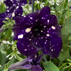 Petunie 'Mystery Sky' & Schneewolke Dunkelblau-weiß, Ampeltopf-Ø 25/27 Cm -Madison Verkäufe 0619110060 petunia mysteryx sky und schneewolke ampel 8 124648