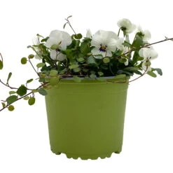 Hornveilchen Mit Mühlenbeckia, Farbe Zufällig, Topf-Ø 13 Cm, 6er-Set 27 Hornveilchen Mit Mühlenbeckia, Farbe Zufällig, Topf-Ø 13 Cm, 6er-Set -Madison Verkäufe 0620110113 Viola cornuta Muehlenbeckia weiss 6er Set 1 107966