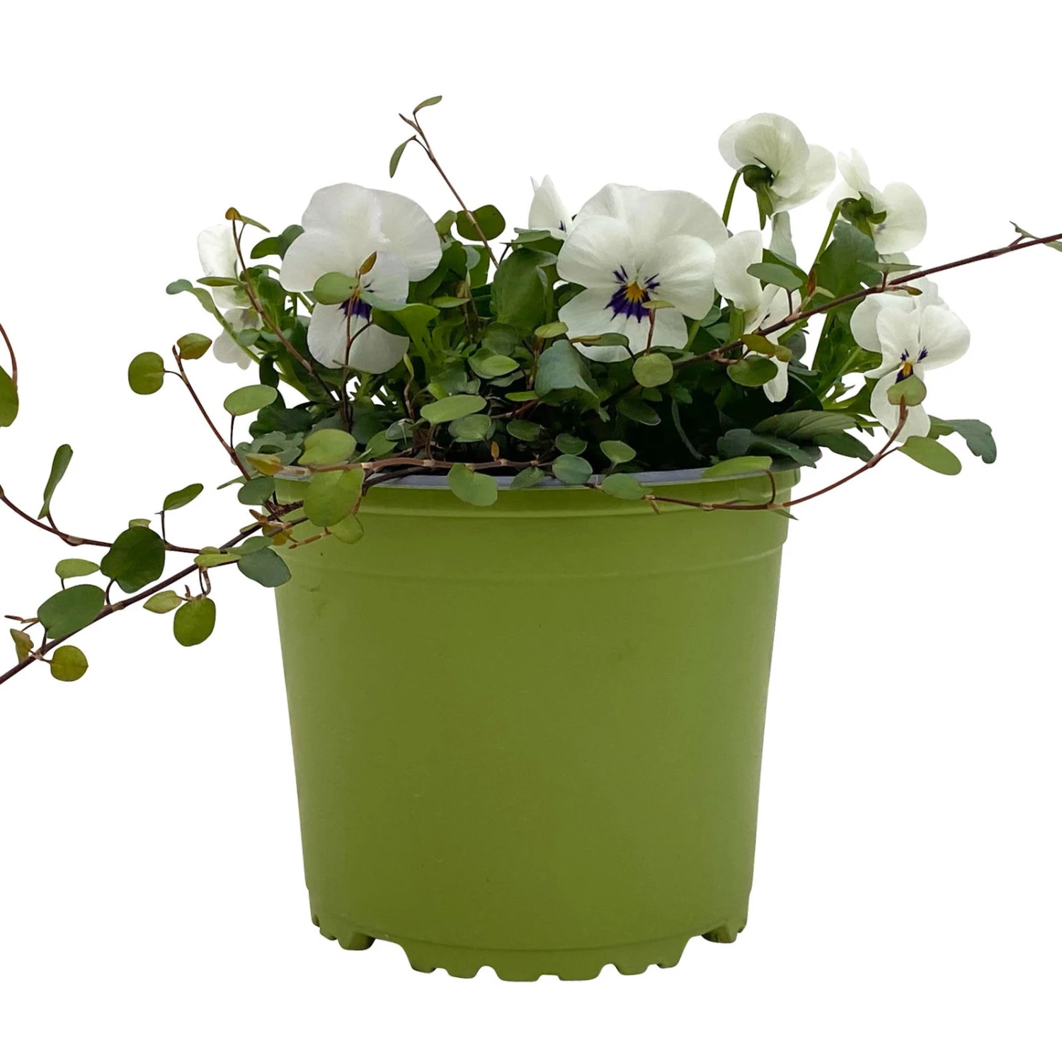 Hornveilchen Mit Mühlenbeckia, Farbe Zufällig, Topf-Ø 13 Cm, 6er-Set 14 Hornveilchen Mit Mühlenbeckia, Farbe Zufällig, Topf-Ø 13 Cm, 6er-Set – Bild 12