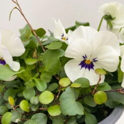 Hornveilchen Mit Mühlenbeckia, Farbe Zufällig, Topf-Ø 13 Cm, 6er-Set 25 Hornveilchen Mit Mühlenbeckia, Farbe Zufällig, Topf-Ø 13 Cm, 6er-Set -Madison Verkäufe 0620110113 Viola cornuta Muehlenbeckia weiss 6er Set 4 107891