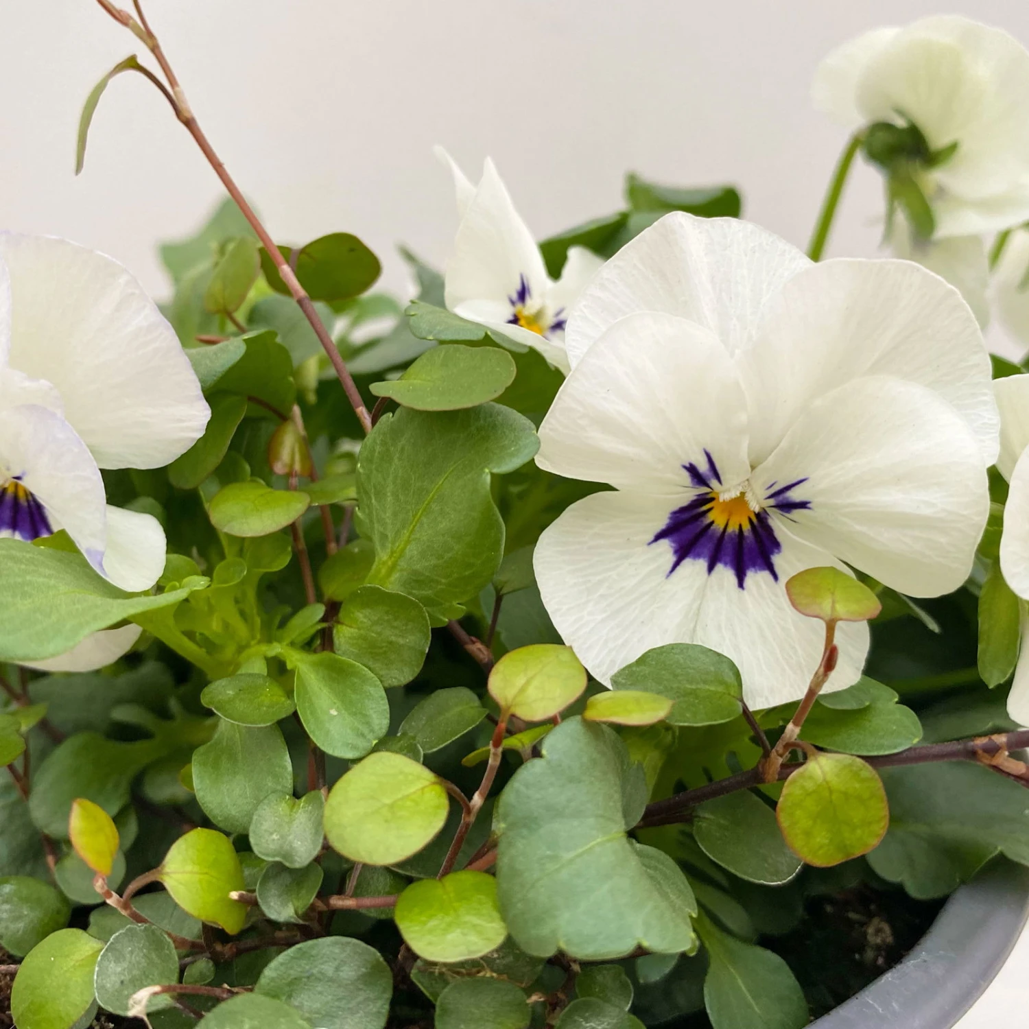 Hornveilchen Mit Mühlenbeckia, Farbe Zufällig, Topf-Ø 13 Cm, 6er-Set 12 Hornveilchen Mit Mühlenbeckia, Farbe Zufällig, Topf-Ø 13 Cm, 6er-Set – Bild 10